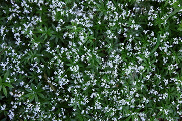 White flowers of sweet bedstraw (woodruff) blooming in the forest