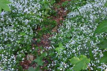 Białe kwiaty przytulii wonnej (marzanki wonnej) kwitnące w lesie © Monika
