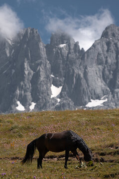 Horses grazing in the green hills of Juta Georgia