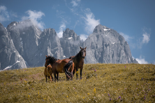 Horses grazing in the green hills of Juta Georgia