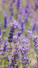 Obraz premium Lavender flowers. Blooming lavender field