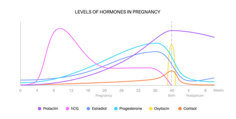 Hormones in pregnancy