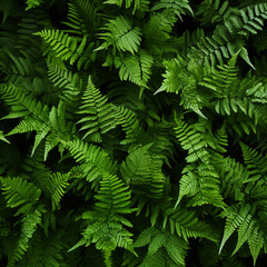 Fototapeta na wymiar Background of green forest fern, copy space