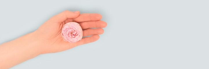 Banner with female hand hold pink rose flower on a blue background. Place for your text.