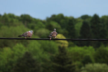 A pair of pigeons sitting on power line
