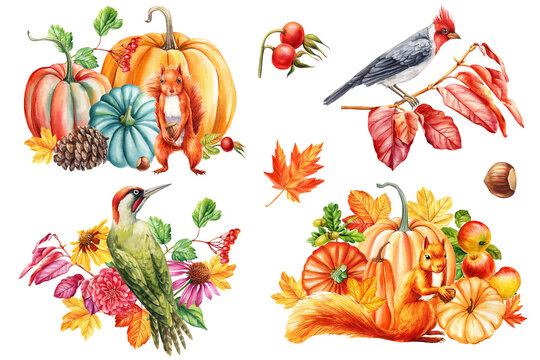 Watercolor set autumn illustrations. Squirrel, bird, acorn, and pumpkin. Cute forest animal