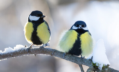 Obraz premium Little birds sitting on snowy branch. The great tit, winter time