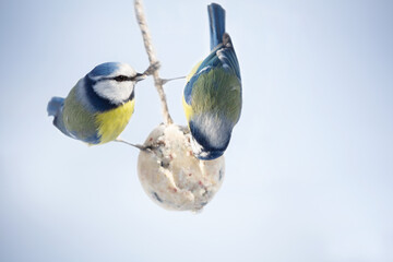 little birds feeding on fat ball.  Blue tit. Winter time