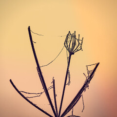 Cobweb on cow parsley flower, with dew drops at sunrise.