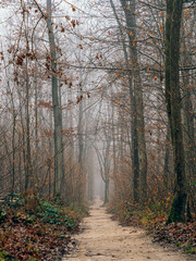 Path through the forest on a foggy day. Autumn landscape, beauty trees and leaves.