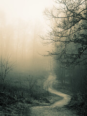 Fototapeta na wymiar Path through the forest on a very foggy day. Beauty autumn landscape, trees and leaves. 