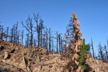 Landscape of pine forest burned in a forest fire in Tenerife. Environmental disaster and climate...