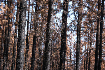 Pine forest burned in a forest fire in Tenerife. Environmental disaster and climate crisis.