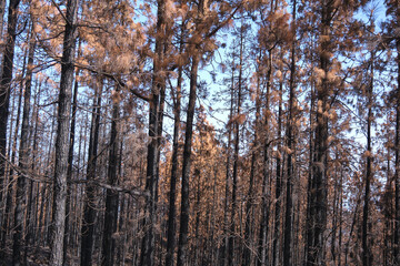 Pine forest burned in a forest fire in Tenerife. Environmental disaster and climate crisis.