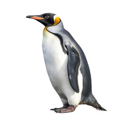 Obraz premium Penguin full body side view isolated on transparent background.