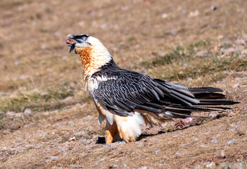 Bearded Vulture in the Pyrenees, Spain.