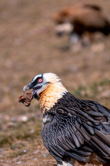 Bearded Vulture in the Pyrenees, Spain.