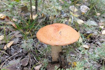 Mushrooms in the forest. Close-up. Boletus in the grass. Beautiful autumn still life. Natural product.