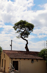 a beautiful tree on the roof of the house