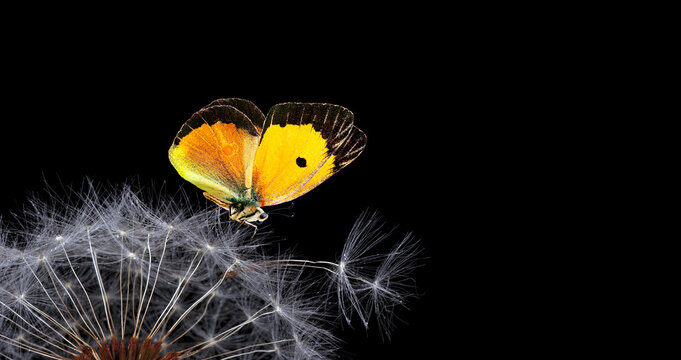 Fototapeta bright orange butterfly on white fluffy dandelion flower isolated on black. copy space