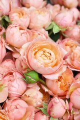 background of fresh pink roses