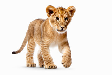 Lion cub standing isolated on white background