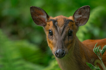 Close-up portrait of a southern red muntjac with a green background