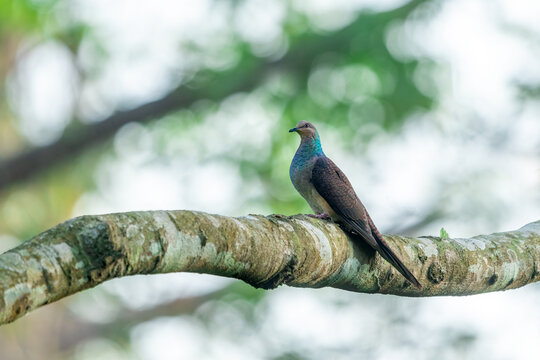 Portrait of a barred cuckoo dove on a clear perch