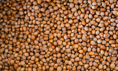 A photo taken from above of lots of freshly harvested brown hazelnuts. Hundreds of peanuts found in the woods.