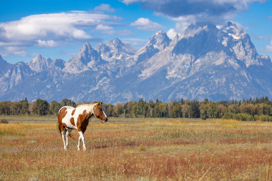 horse in the mountains