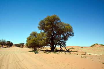 A lone tree in a dry, dehydrated desert. Hot climate and dehydration