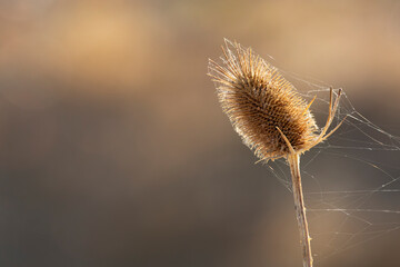 Morning glow of sun on thistle with clinging cobwebs in horizontal format with copy space on left
