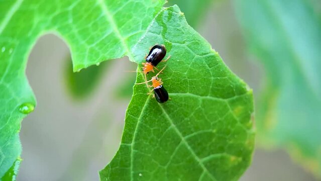 Two black and orange Pumpkin Beetles (Aulacophora nigripennis, Leaf Beetle, Red Pumpkin Beetle) fighting on a green leaf with green background - Macro Video
