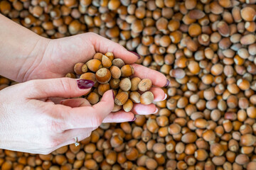 An overhead photo of a female hand with well-groomed nails picking up freshly picked brown hazelnuts in the woods. Autumn colors and pink and sangria nail polish.