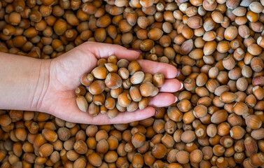 An overhead photo of a female hand with well-groomed nails picking up freshly picked brown hazelnuts in the woods. Autumn colors and pink and sangria nail polish.