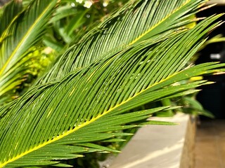 Palm branches illuminated by the sun.