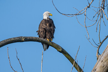 American bold eagles in Upstate New York
