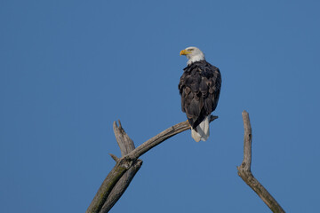 American bold eagles in Upstate New York