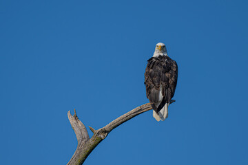 American bold eagles in Upstate New York