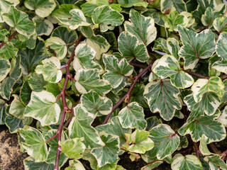 Fototapeta premium Variegated green leaves of ivy, variety Seabreeze