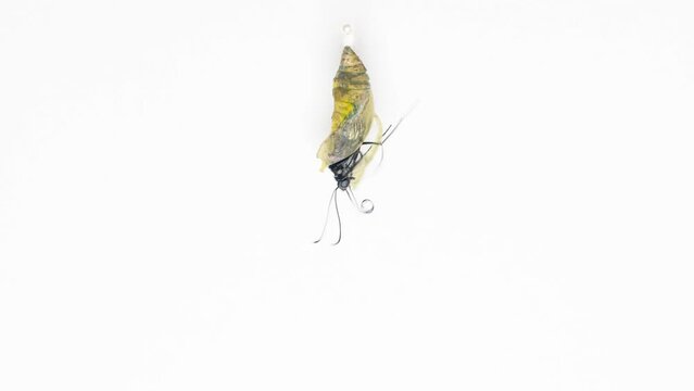 background Rumanzovia eclosion from chrysalis to butterfly birth white background 4k rimelapse