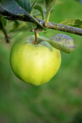 Close up of an green apple on a branch apple tree, blurred background