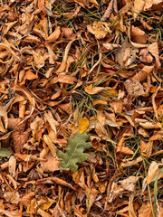 Yellow golden autumn leaves background