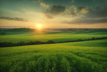 sunset over the field