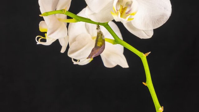 Cocoon and butterfly broken butterfly cocoons pinned on orchid butterfly emerges from chrysalis and flies away 4K timelapse