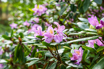 Rhododendron catawbiense purple flowers