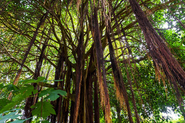 Old massive Indian Banyan tree with aerial prop roots
