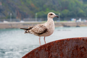 Seagull bird or seabird on background of a mountain resort road