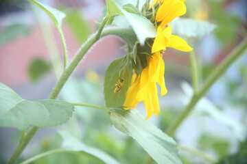 butterfly on a yellow sunflower