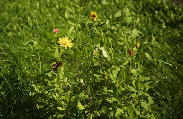 grass and beautiful flowers